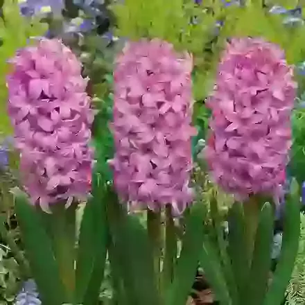 Fondant